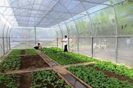 Lưới chắn côn trùng nhà kính