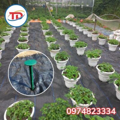 ứng dụng bạt phủ chống cỏ 90gr 2m