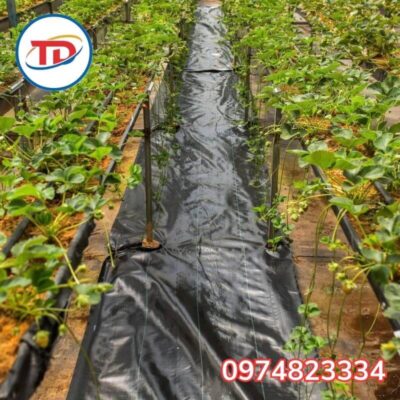 ứng dụng bạt phủ chống cỏ 90gr 