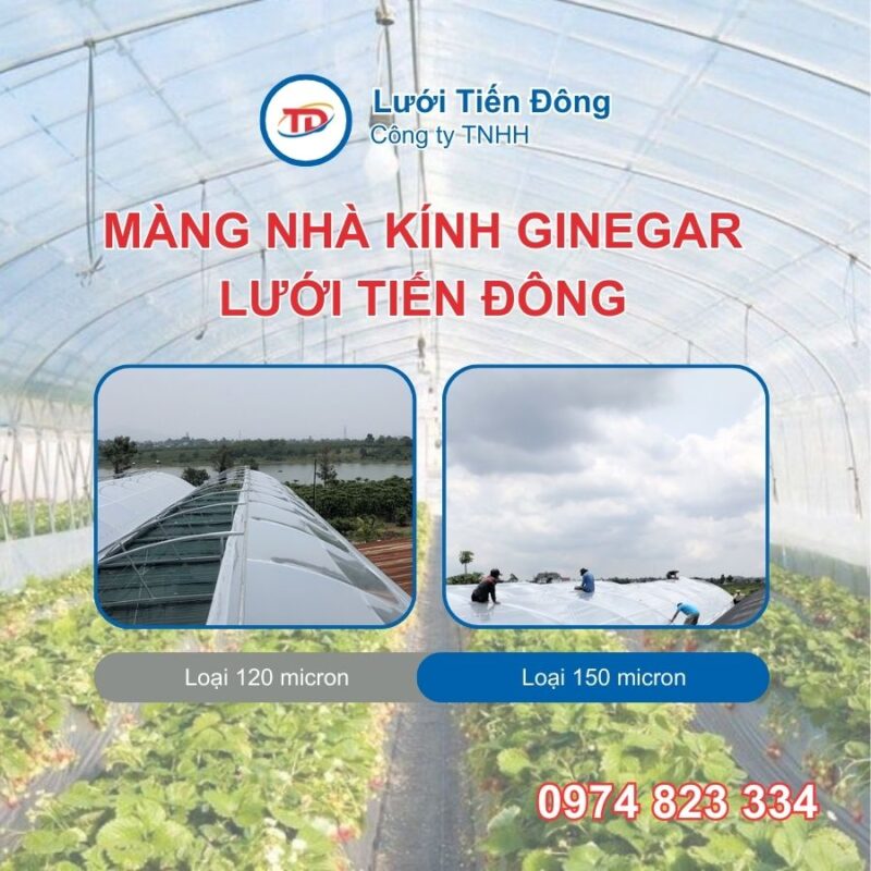 màng nhà kính giá rẻ