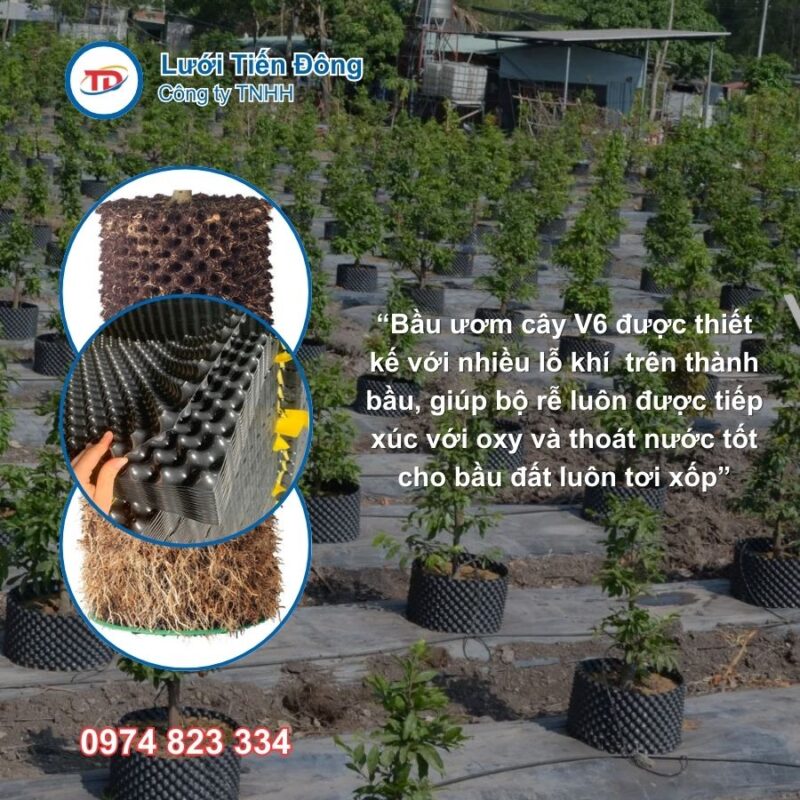 Bầu ươm V6