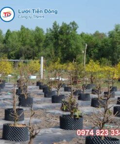 Bầu ươm cây V6 nhiều kích thước