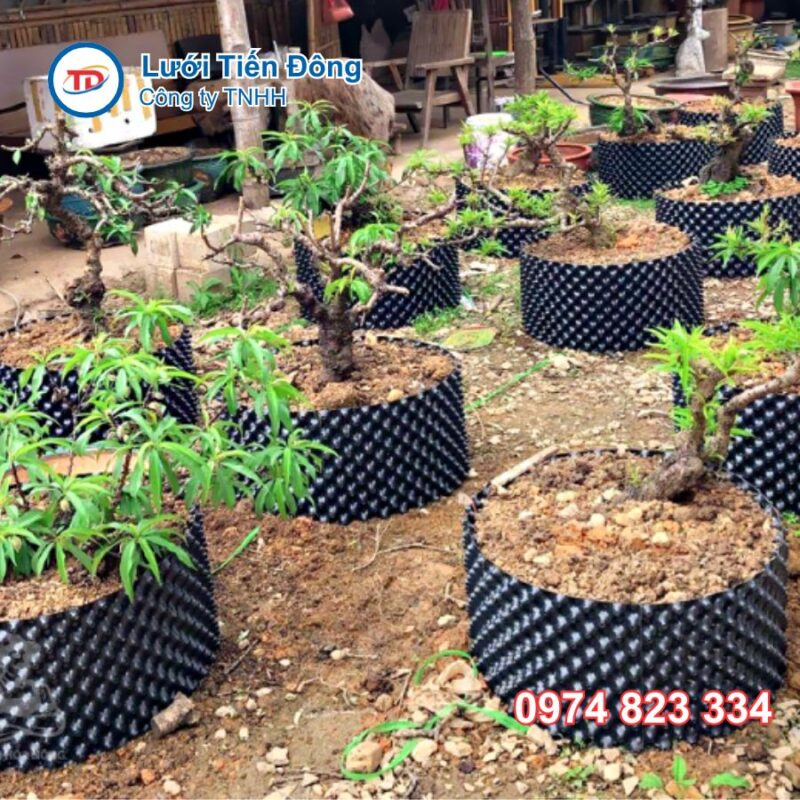 Bầu ươm V6 là gì