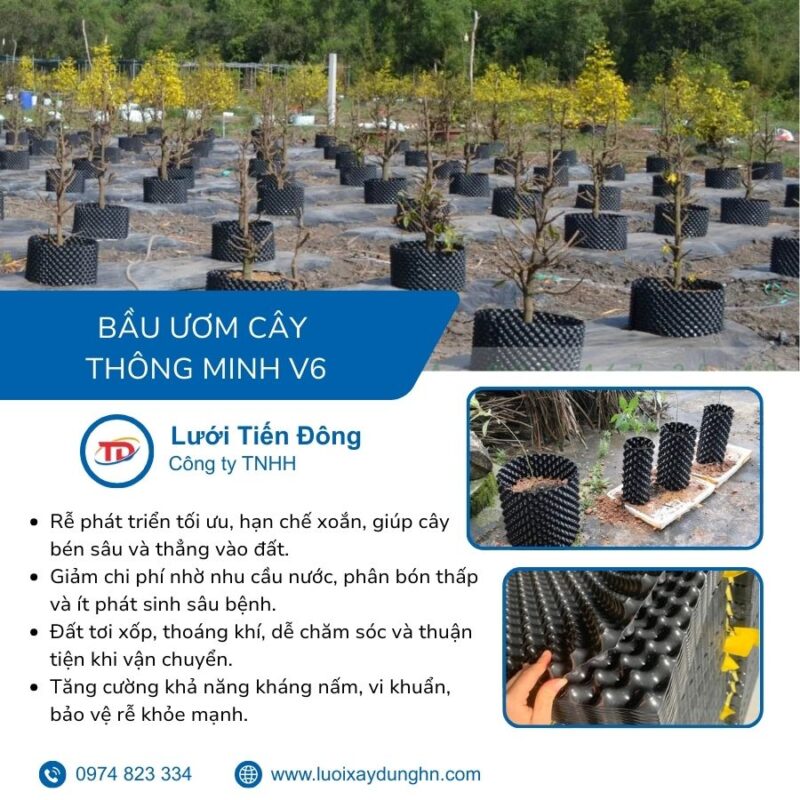 bầu ươm cây V6