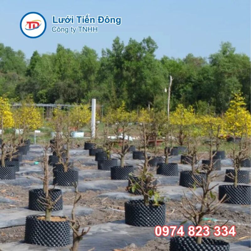Bầu ươm cây V6 nhiều kích thước