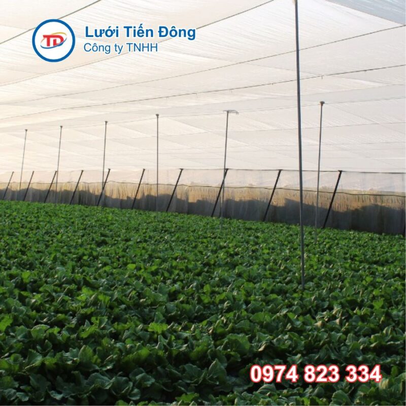 Lưới che chắn gió
