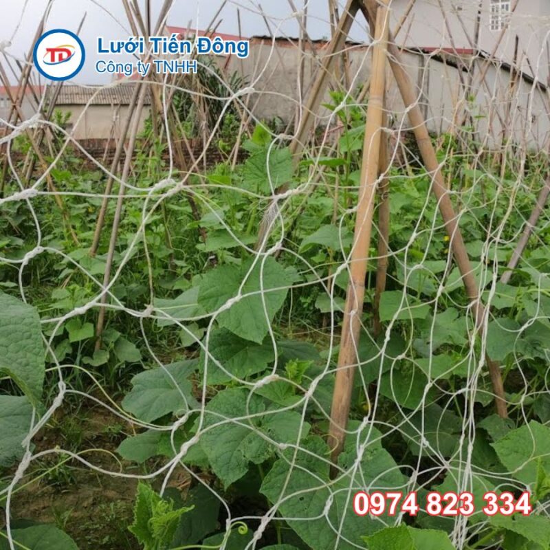 Lưới cước làm giàn bầu bí