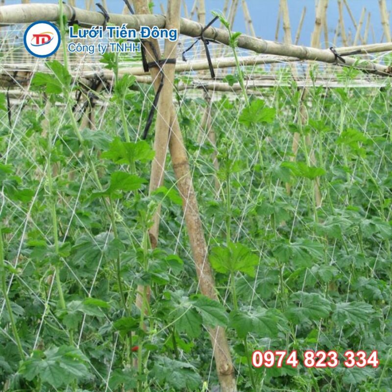 Lưới giàn dây leo