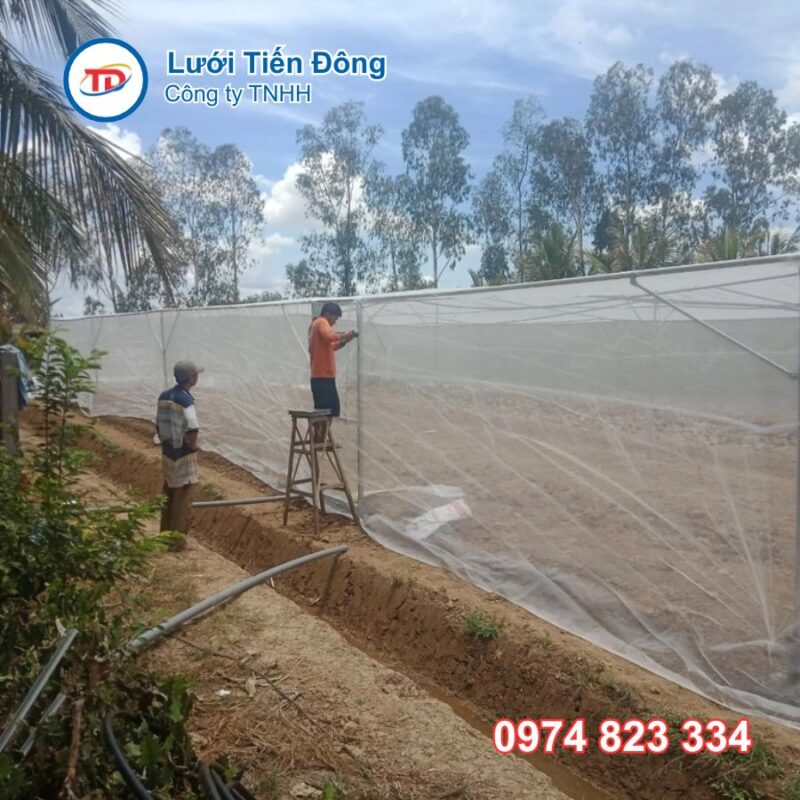Trồng rau trong nhà lưới