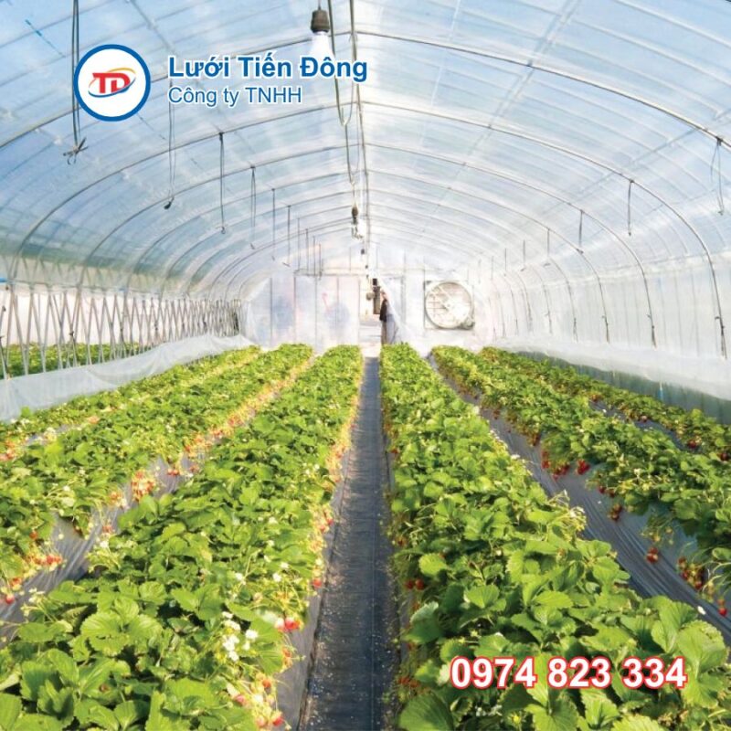 Màng nhà kính trồng rau