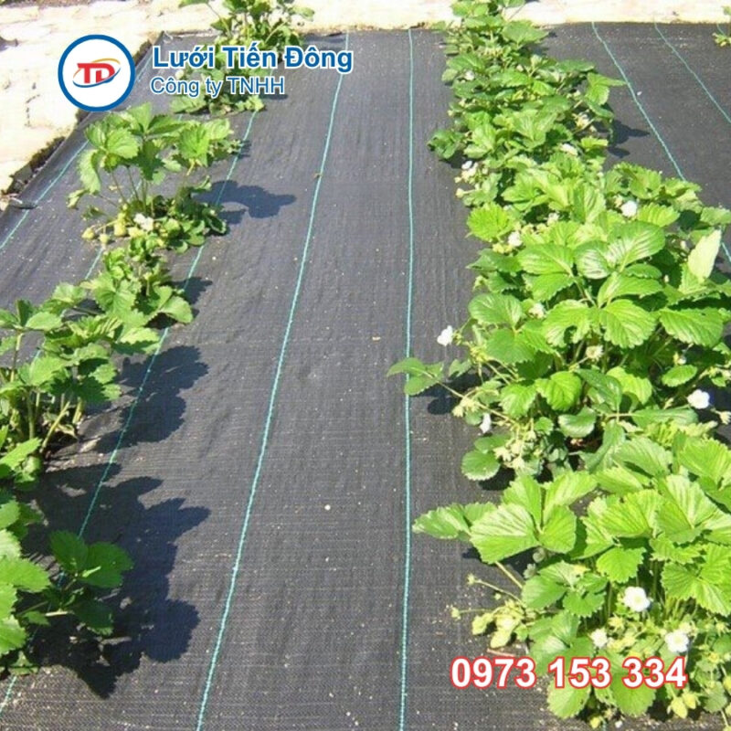 Bạt chống cỏ 90gr