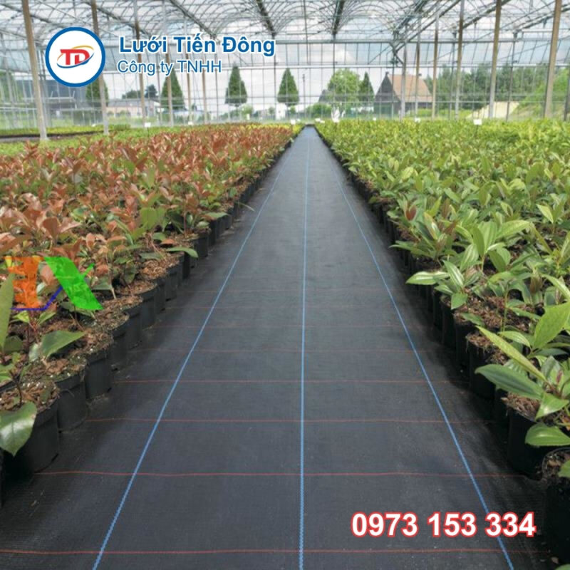 Bạt phủ chống cỏ giá rẻ