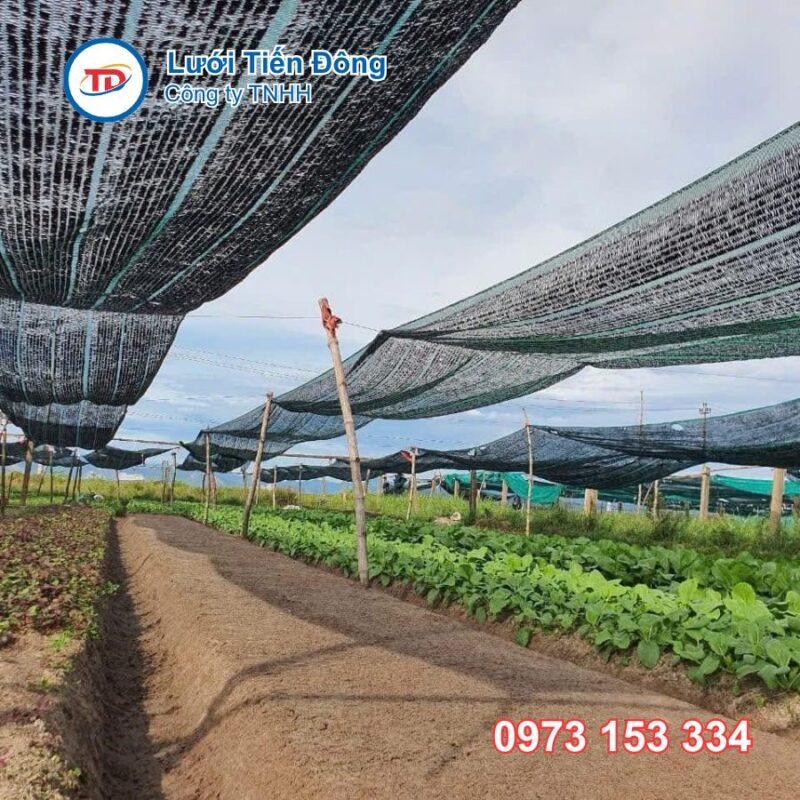 lưới che nắng