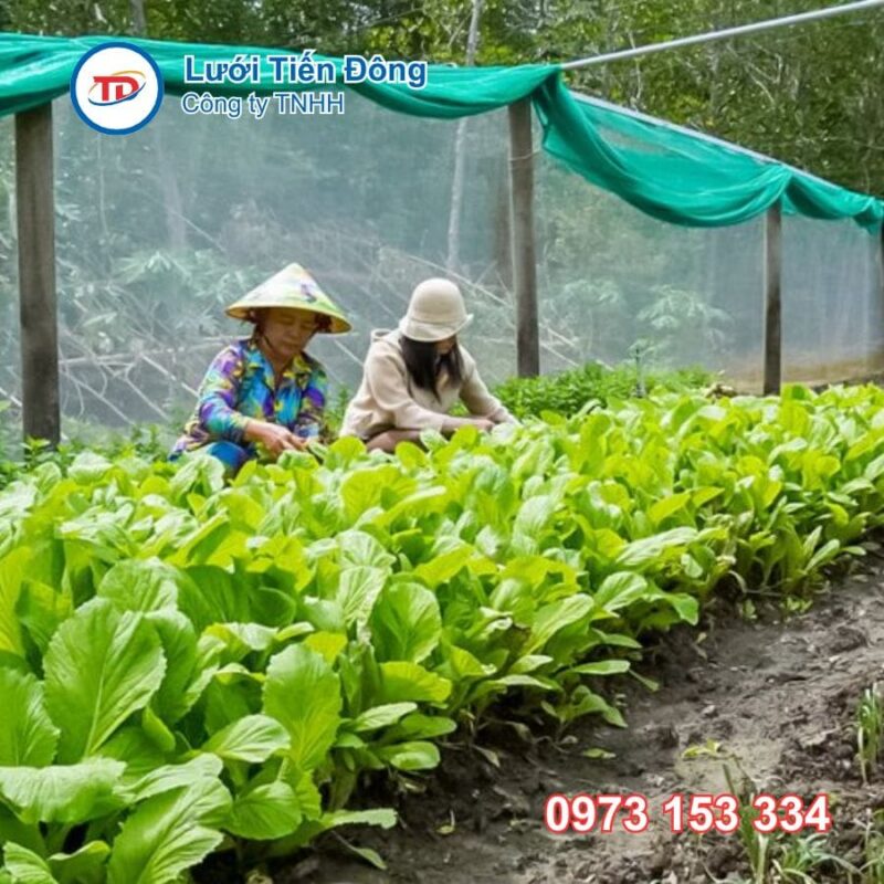Lưới che nắng trồng rau tốt
