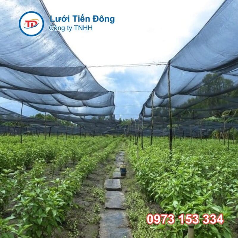 Lưới che nắng trồng rau
