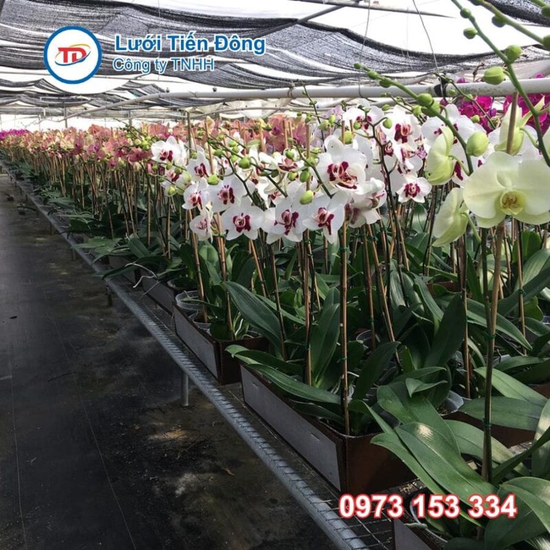 lưới che vườn lan giá rẻ