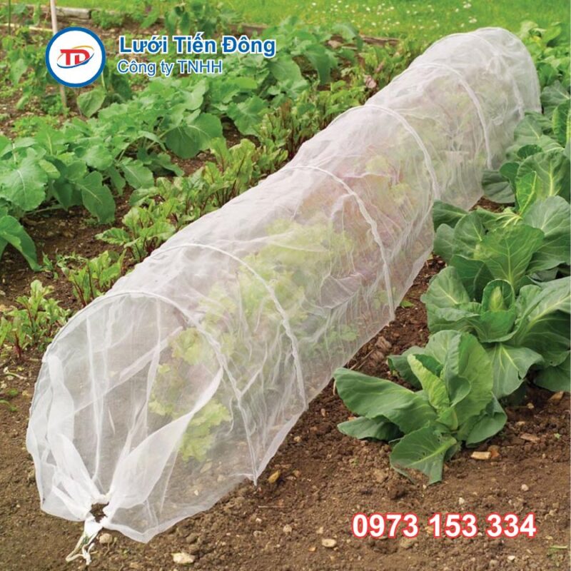 Lưới chông côn trùng