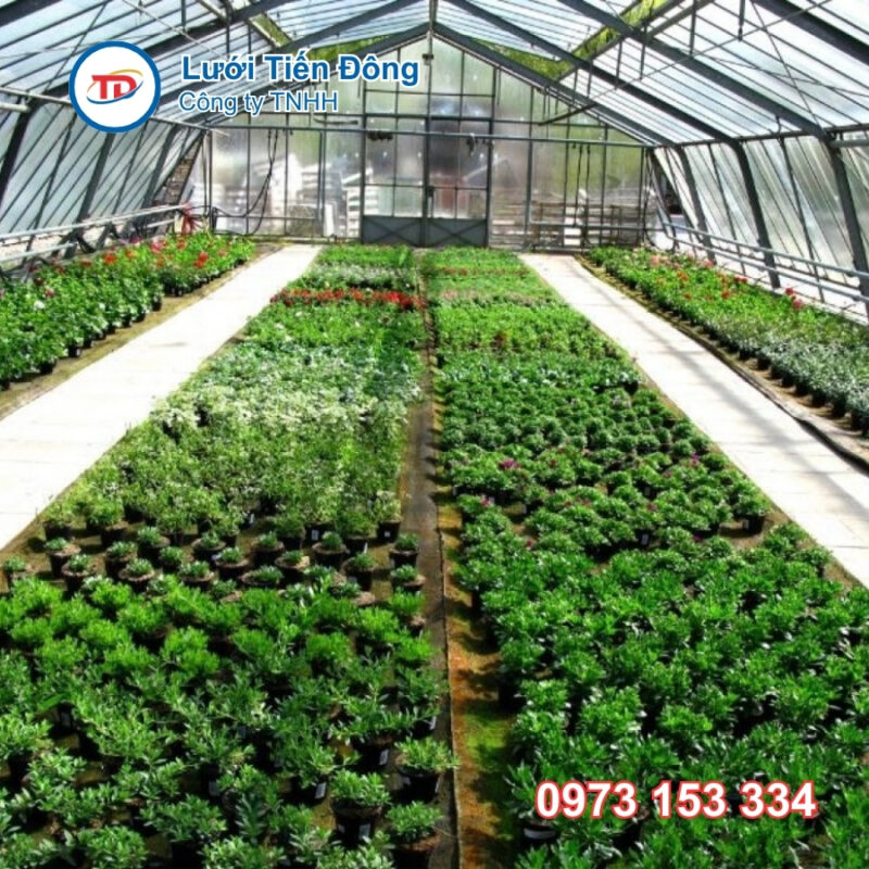 Màng nhà kính nông nghiệp giá rẻ