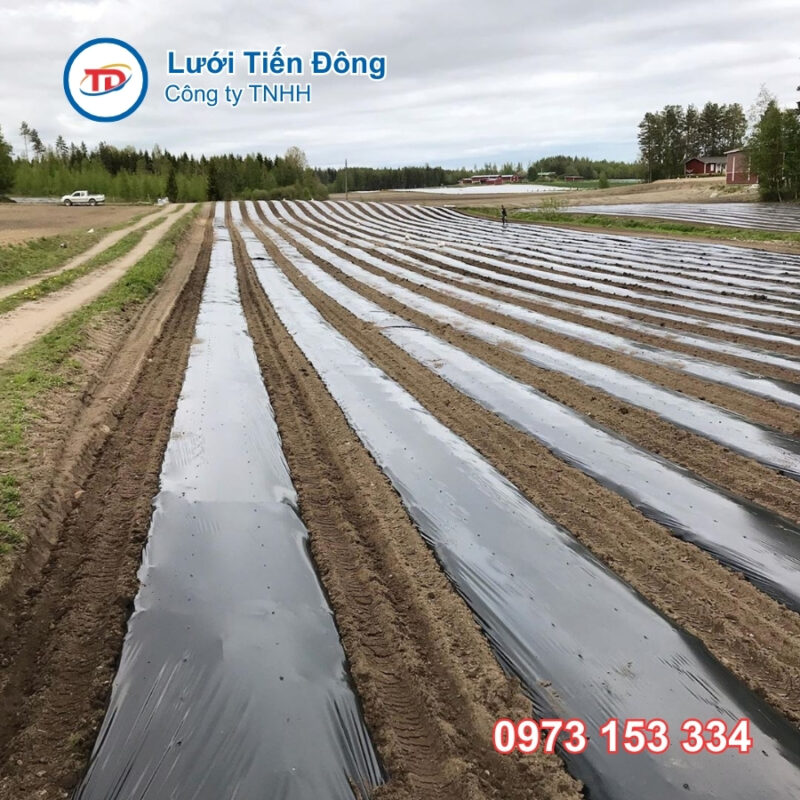 Màng phủ nông nghiệp tốt