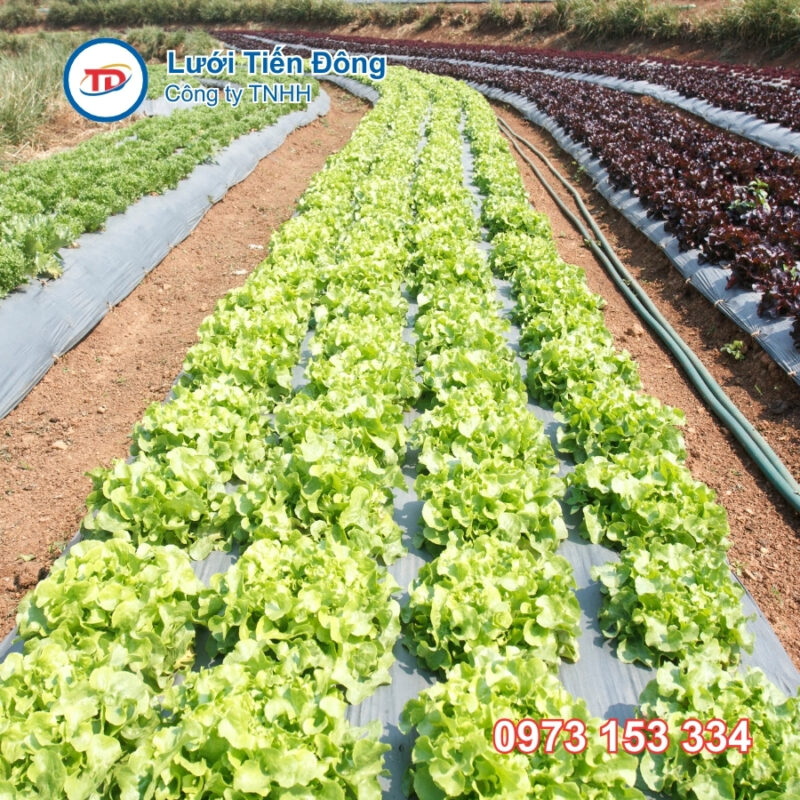 Mảng phủ trồng cây