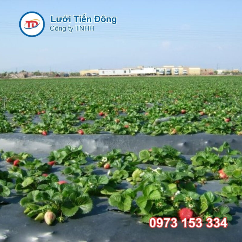 Màng phủ nông nghiệp giá rẻ