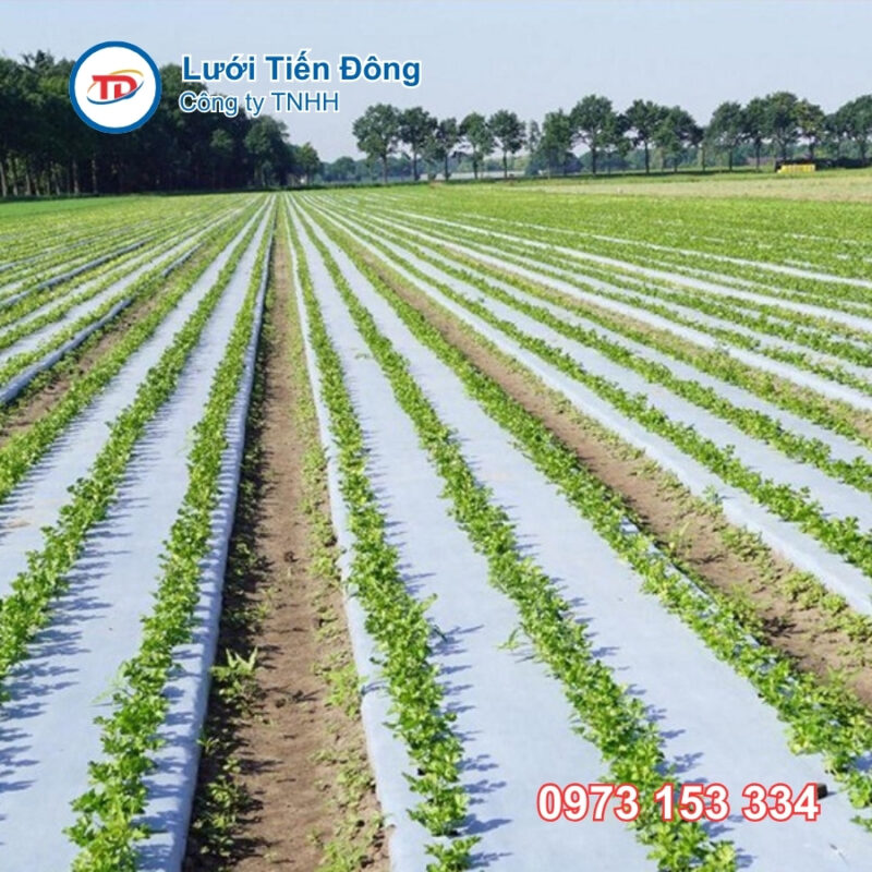 Màng phủ nông nghiệp tphcm